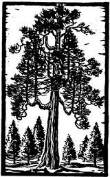 12.15.IncenseCedarTree.jpg