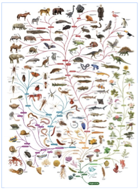 IkerdLifeEcosystem.png