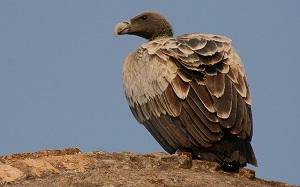 Indian-Vulture-Nagarjun-Kandukuru.jpg