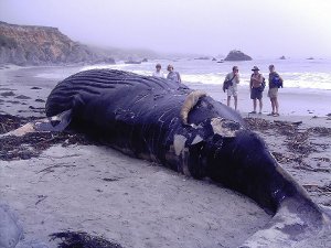 beached-humpback.jpg