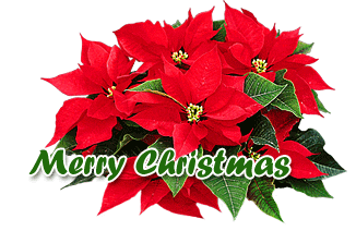 [navidadflores]